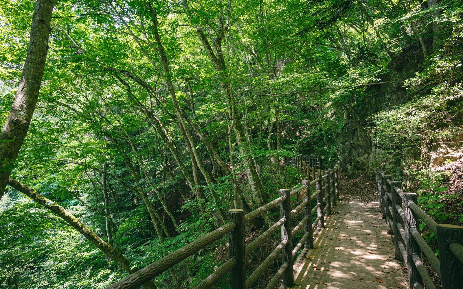 夏のキャンペーン